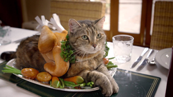 Animals in the kitchen photo