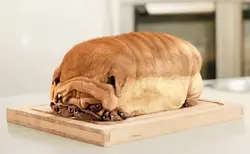 Animals in the kitchen photo