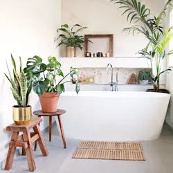 Fern in the bathroom photo