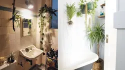 Fern in the bathroom photo