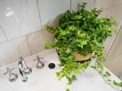 Vanna otağında qıjı foto