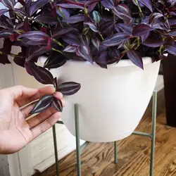 Tradescantia in the kitchen photo
