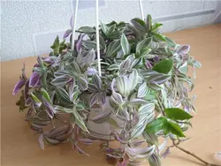 Tradescantia дар акси ошхона