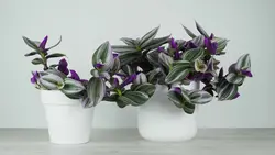 Tradescantia mətbəxdə fotoşəkil