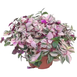 Tradescantia дар акси ошхона