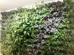 Tradescantia in the kitchen photo