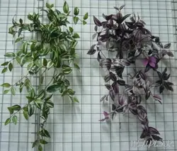 Tradescantia дар акси ошхона