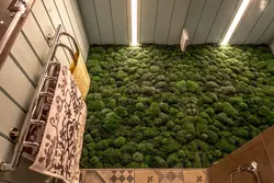 Stabilized Moss In The Bathroom Photo