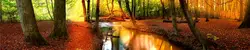Photo for kitchen nature photo