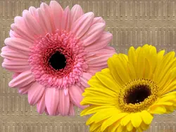 Mətbəx divar kağızı gerbera fotoşəkili