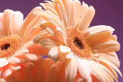 Kitchen wallpaper gerbera photo
