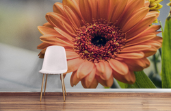 Oshxona fon rasmi gerbera fotosurati