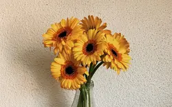 Oshxona Fon Rasmi Gerbera Fotosurati