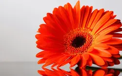 Mətbəx divar kağızı gerbera fotoşəkili