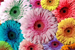 Oshxona fon rasmi gerbera fotosurati