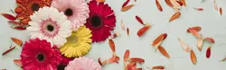Oshxona fon rasmi gerbera fotosurati