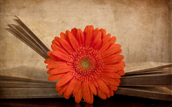 Kitchen wallpaper gerbera photo
