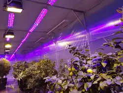 Фитолампа В Интерьере Гостиной