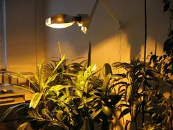 Phytolamp in the living room interior