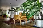 Monstera дар дохили ҳуҷраи зиндагӣ