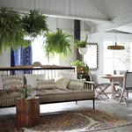 Fern in the living room interior