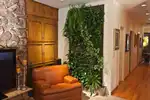 Fern in the living room interior