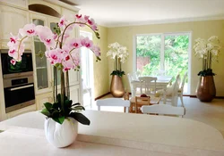 Kitchen Interior With Orchid