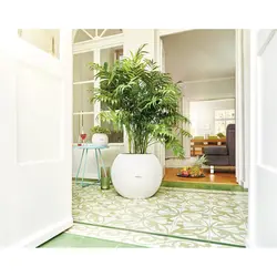 Photo of an apartment with a flower on the floor
