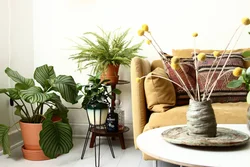 Photo of an apartment with a flower on the floor