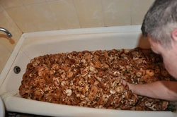 Акси Пурраи Ванна
