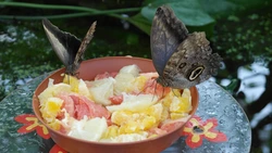 Kitchen Butterfly Photo