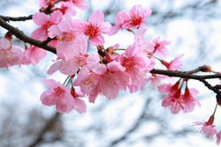 Photo of sakura bath