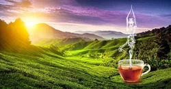 Çay Hamamı Fotoşəkili