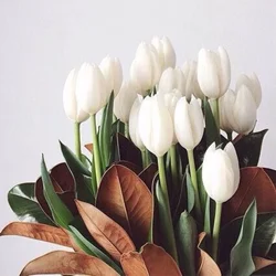 Асхана Фото Қызғалдақтары