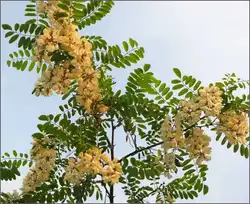 Акация фото кухни