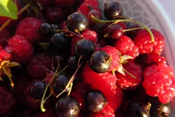 Kitchen berry photo