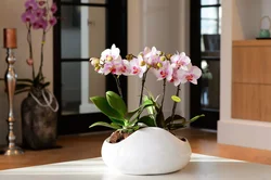 Orchid living room photo