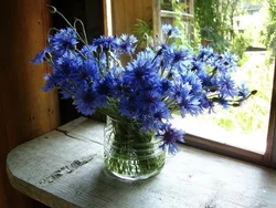 Kitchen photo cornflowers
