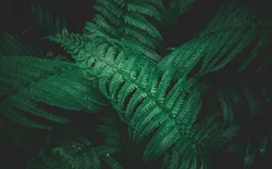 Фота ванны папараць