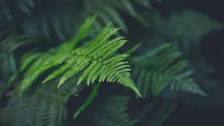 Photo of bath fern