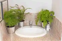 Photo of bath fern