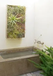 Hamam qıjısının şəkli