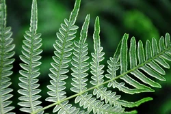 Photo Of Bath Fern