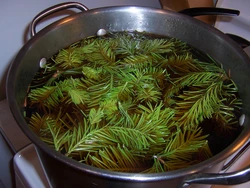 Photo of bath fern