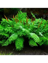 Photo Of Bath Fern