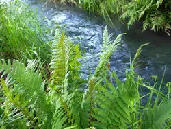 Photo of bath fern