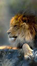 Photo of a lion in the bathroom