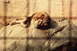 Photo Of A Lion In The Bathroom