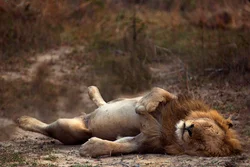 Photo of a lion in the bathroom