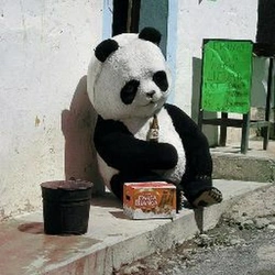 Panda Bilan Oshxona Fotosurati
